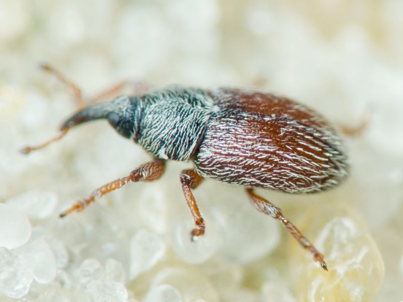 Mecinus pascuorum (Gyllenhal, 1813)